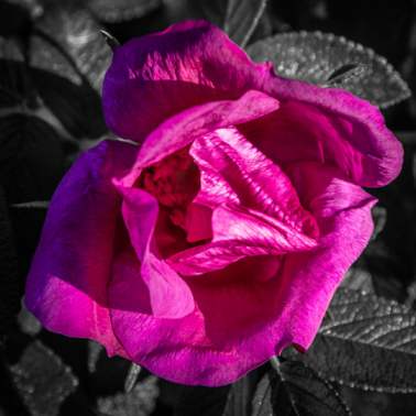 F7015   Erik Spangholm   Rynket rose
